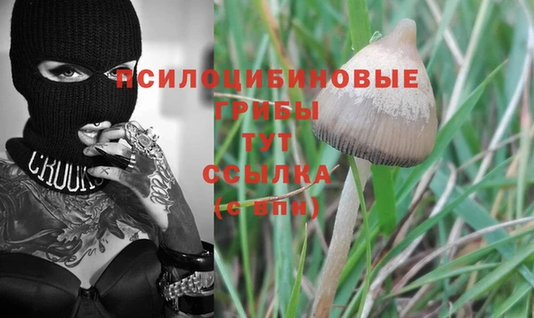 apvp Аша