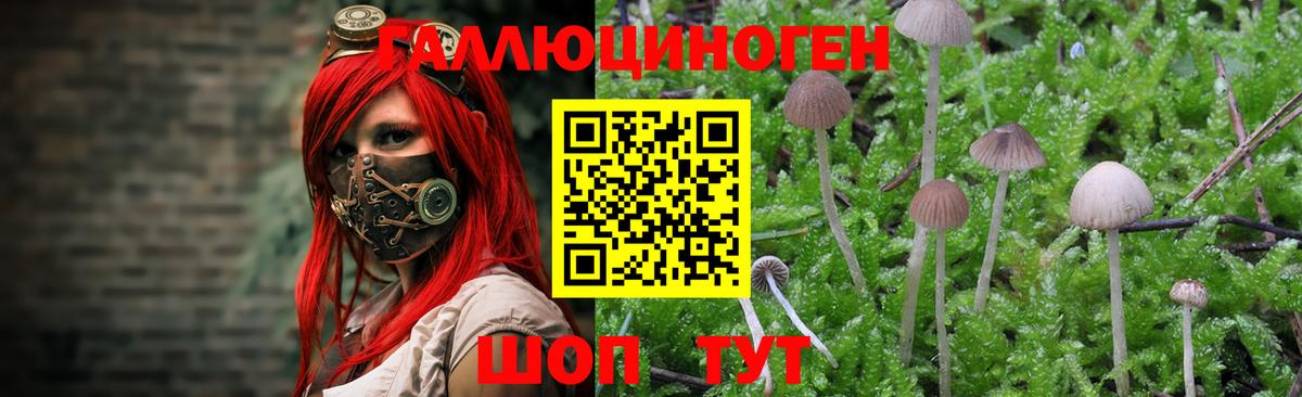 Галлюциногенные грибы прущие грибы  Галлюциногенные грибы Cubensis  Гурьевск  дарнет шоп  Вход с VPN 
